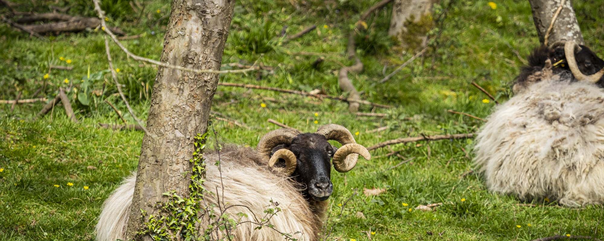 ferme_auzkia_gite_restaurant_aldudes_pays_basque_54